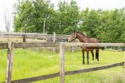 Centro di stagione cavallo In vendita Dr&ocirc;me