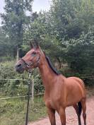 Jument &agrave; confier 