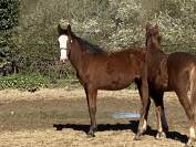 Tr&egrave;s joli poulain 2025