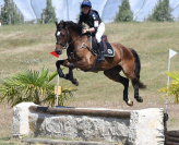 A vendre Selle Fran&ccedil;ais 6 ans 