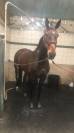 Cheval de dressage / loisir / compagnie 