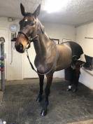 Cheval de dressage / loisir / compagnie 