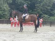 Cheval de dressage / loisir / compagnie 