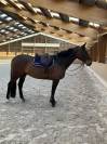 Cheval de dressage / loisir / compagnie 