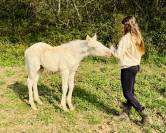 Magnifique poulain cremelo 