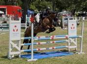 Petit cheval pour loisirs sporifs