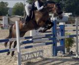 Petit cheval pour loisirs sporifs