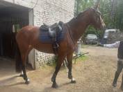 Jument 5 ans hyper amateur pour 135mini