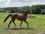 Jument 5 ans hyper amateur pour 135mini