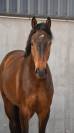 Hongre 3 ans CSO