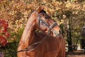 Hongre - PRE - 13 ans - Dressage / GP - France 