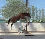 Magnifique hongre sf de 3 ans 