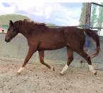 Magnifique hongre sf de 3 ans 