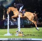 Dillinger du Frety Hongre, selle fran&ccedil;ais de 13 ans