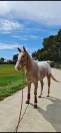 Hongre appaloosa PP