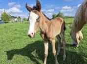 Pouliche smoky black overo 