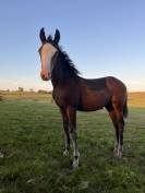 Pouliche smoky black overo 