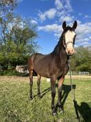 Pouliche smoky black overo 