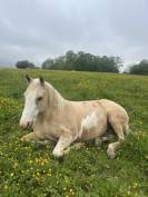 Pouliche smoky black overo 