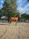 Poney fran&ccedil;ais de selle 4 ans 