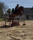 Poney de sport