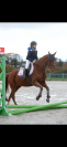 Poney de sport