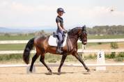 Cheval de dressage - Hongre