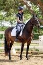 Cheval de dressage - Hongre