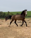 Magnifique Poney D  Isabelle 5 ans Hongre
