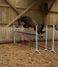 Magnifique Poney D  Isabelle 5 ans Hongre
