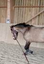Magnifique Poney D  Isabelle 5 ans Hongre
