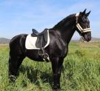 BAJADOR - Votre r&ecirc;ve d&rsquo;avoir un cheval noir pourrait se