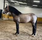 SIERO - Superbe jeune cheval palomino pr&ecirc;t &agrave; monter