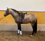 SIERO - Superbe jeune cheval palomino pr&ecirc;t &agrave; monter