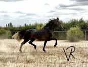 Potro de 3 a&ntilde;os talla 172