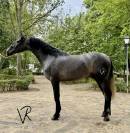 Potro de 3 a&ntilde;os talla 172