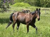 Kandarin hongre de 6 ans