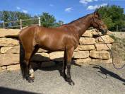 Hongre 4ans par crack d'aiguilly et vigo d'arsouilles