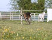 Poulain origines CSO de 2026