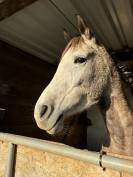 Demi sang arabe 6 ans 