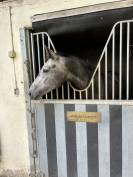 Merrie Selle Fran&ccedil;ais Te koop 2021 Schimmel ,  KAP KENNEDY