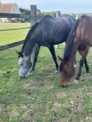 Merrie Selle Fran&ccedil;ais Te koop 2021 Schimmel ,  KAP KENNEDY