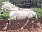 Etalon PRE certifi&eacute; reproducteur