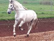 Etalon PRE certifi&eacute; reproducteur