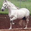 Etalon PRE certifi&eacute; reproducteur