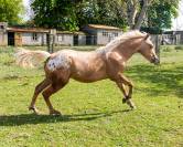 Poulain  appaloosa