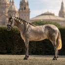 Caballo entero PRE Pura Raza Espa&ntilde;ola En venta 2022 Tordo
