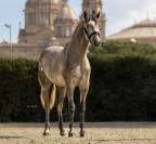 Caballo entero PRE Pura Raza Espa&ntilde;ola En venta 2022 Tordo