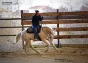 Quarter Horse de robe cr&egrave;me Saillie 2026