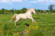 Quarter Horse de robe cr&egrave;me Saillie 2027